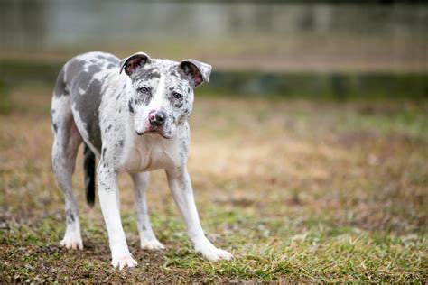 catahoula pit mix dangerous.